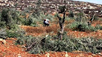Olive Trees Destroyed in Al-Mughayer - October 2012