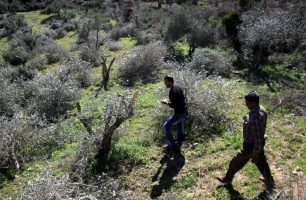 Vandalised-Olive-Trees-in-Bourin-village
