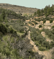 Field Focus: Strategic Land Theft and Forced Displacement in Al-Makhrour – UNESCO Site Under Threat