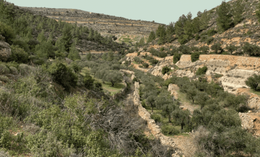 Field Focus: Strategic Land Theft and Forced Displacement in Al-Makhrour – UNESCO Site Under Threat