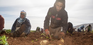 Agriculture day workers, Palestine. Jan. 2018. Bassam Almohor