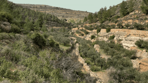 Field Focus: Strategic Land Theft and Forced Displacement in Al-Makhrour – UNESCO Site Under Threat