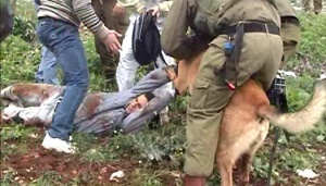 Army Dog Mauls Palestinian Protestor in Kufr Qaddoum 