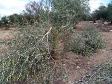 Israeli Settlers Attack and Destroy Palestinian Olive Trees 