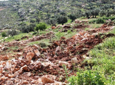 IOF’s Noon Operation Uproots 300 Olive Trees near Nablus 