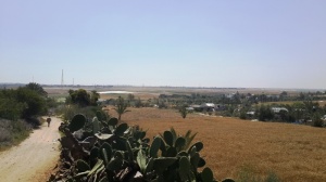 Israeli Aircrafts Spray and Damage Palestinian Agricultural Lands near the Buffer Zone