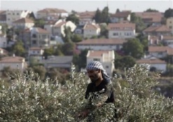 The Olive Harvest Season Disrupted by Settler Violence and Israeli Restrictions Imposed on Palestinian Farmers