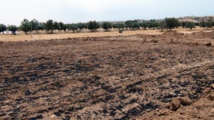 Settler Arson Attacks against Palestinian Farmers Spread in the West Bank