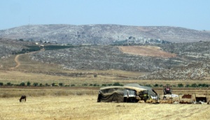 Israeli Settlers attack Palestinian Shepherd and his Flock near Ramallah 