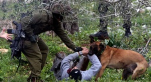 Israeli Army Dog Attacks 92-Year-Old Palestinian Woman in Jenin 