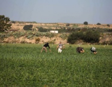 Israel Routinely Attacks Palestinian Civilians in the Buffer Zone