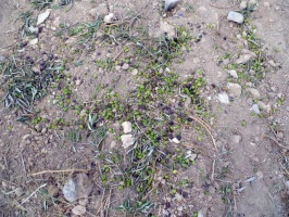 Attack-and-Destroy-Palestinian-Olive-Trees--002
