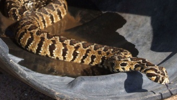 Eight-year-old-Snake-Bite-Victims-Life-Put-at-Risk-after-Delay-at-Checkpoint