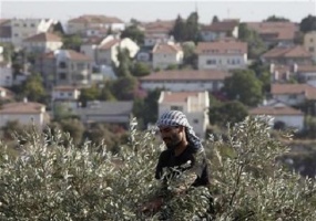 Olive-harvest-nilin-