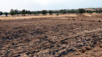 Six-Dunums-of-Hatems-Land-Burnt-following-the-Setter-Arson-Attack