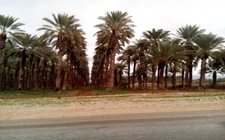 صورة تظهر جزءًا من الأراضي المزروعة بالنخيل المصادرة من أراضي قرية الجفتلك لصالح مستوطنة مسواه