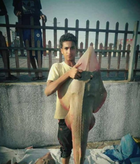 Continued Targeting and Killing of Palestinian Fishermen in the Gaza Strip